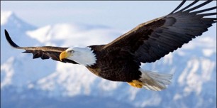 Eagle_Soaring1.jpg